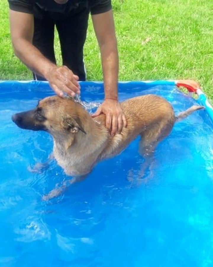 Perros de la Policía de Corrientes (Facebook)