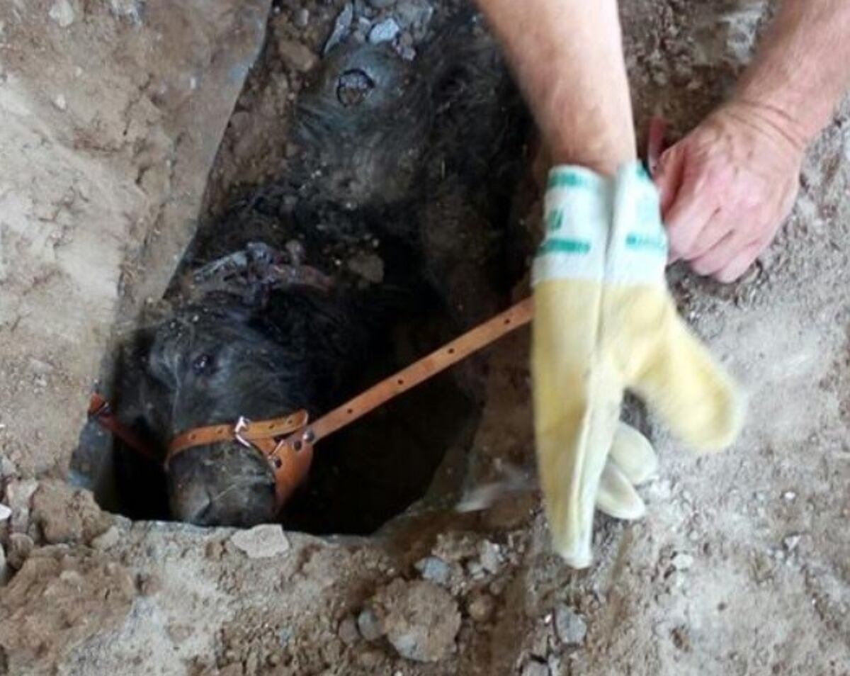 Insólito rescate: sacaron un perro después de romper un caño subterráneo
