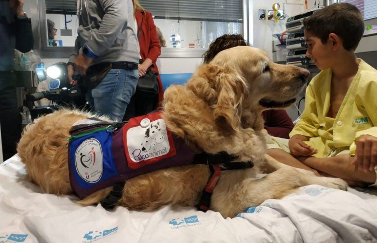 Zenit, el perro terapista que brinda servicio en el Hospital 12 de Octubre de Madrid