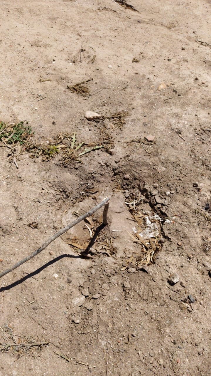 Arboleda quemada en la zona de Playa Esmeralda en Carlos Paz