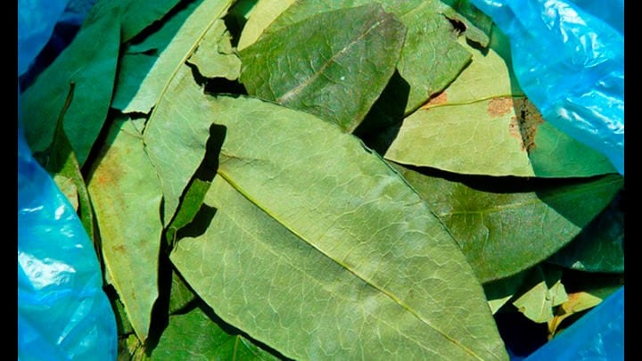 Las hojas de coca, utilizadas en el norte de nuestro país para coquear, en su clásica bolsita. (Web)