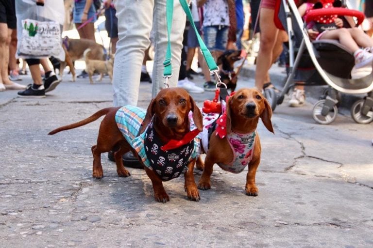 4° Encuentro Internacional de Perros Dachshund.