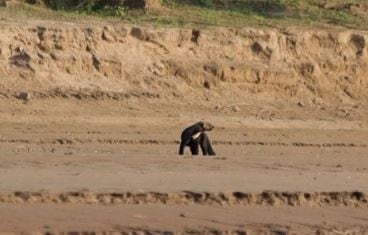 El hurón mayor detectado por las "cámaras trampas" a orillas del río Teuco, en El Impenetrable.