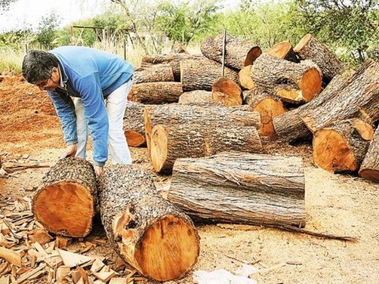 La elección del algarrobo, que será luego una artesanía. Foto: El Diario de la República.