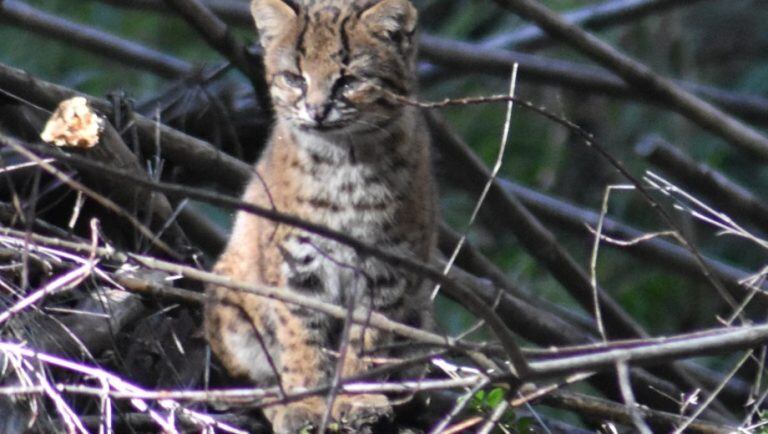 El gato huiña es de difícil avistaje pero fue retratado en el parque Llao Llao. Gentileza: Daniel Permarini.