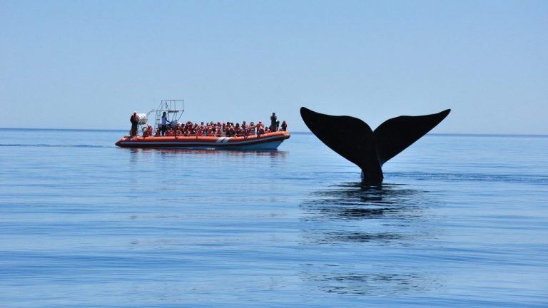 Ballenas en Chubut.