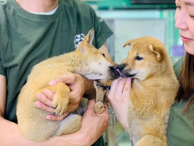 Perros rescatados. (REUTERS)