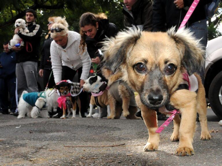 Adopción responsable de perros.