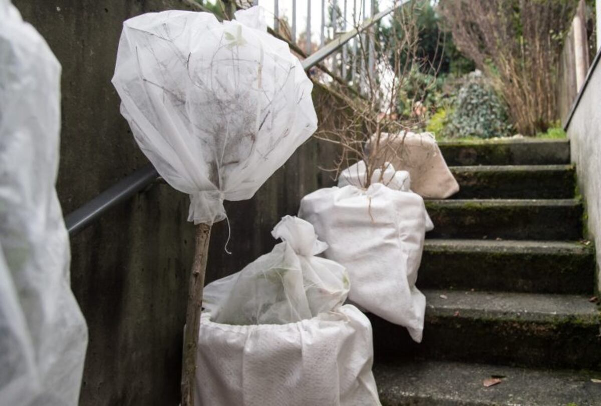 ¿Cómo hacer para que nuestras plantas no se arruinen con el frío?