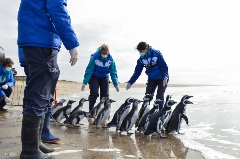 Así fue liberado Pijuí, el pingüino rescatado en una casa de Córdoba, en Santa Rosa de Calamuchita. (Fundación Mundo Marino)