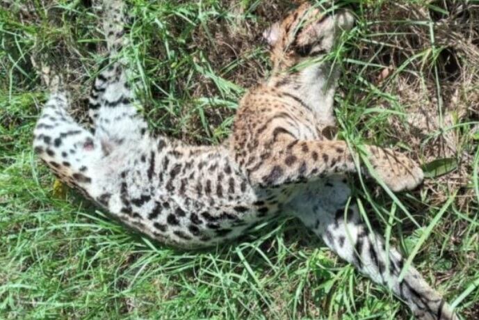 Lamentablemente, otro ocelote fue atropellado en Puerto Iguazú.