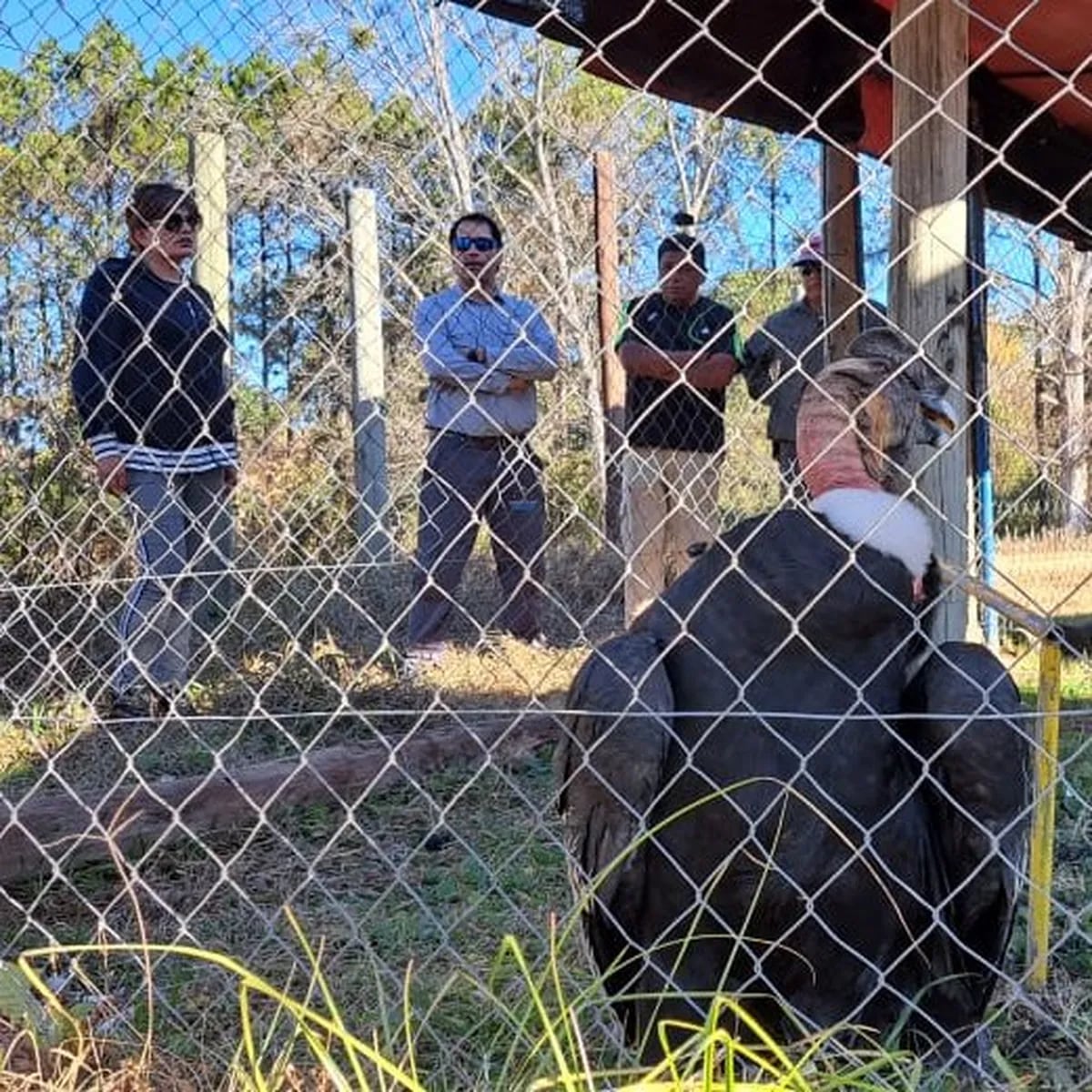 El cóndor hallado en Purmamarca es atendido en el Cafaju, a la espera de ser llevado a Buenos Aires, donde será operado, para posteriormente regresar a Jujuy para su liberación en la naturaleza.