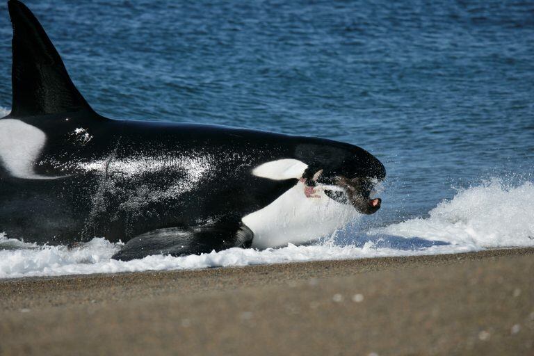 Orcas en Península Valdez