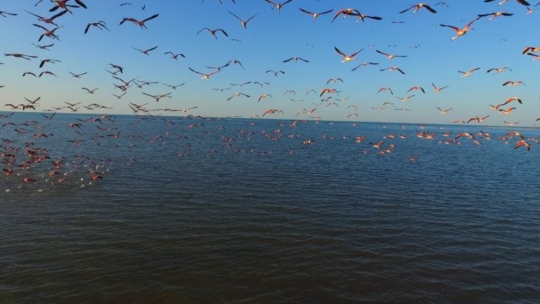 Vuelo de Flamenco Austral en el Mar de Ansenuza