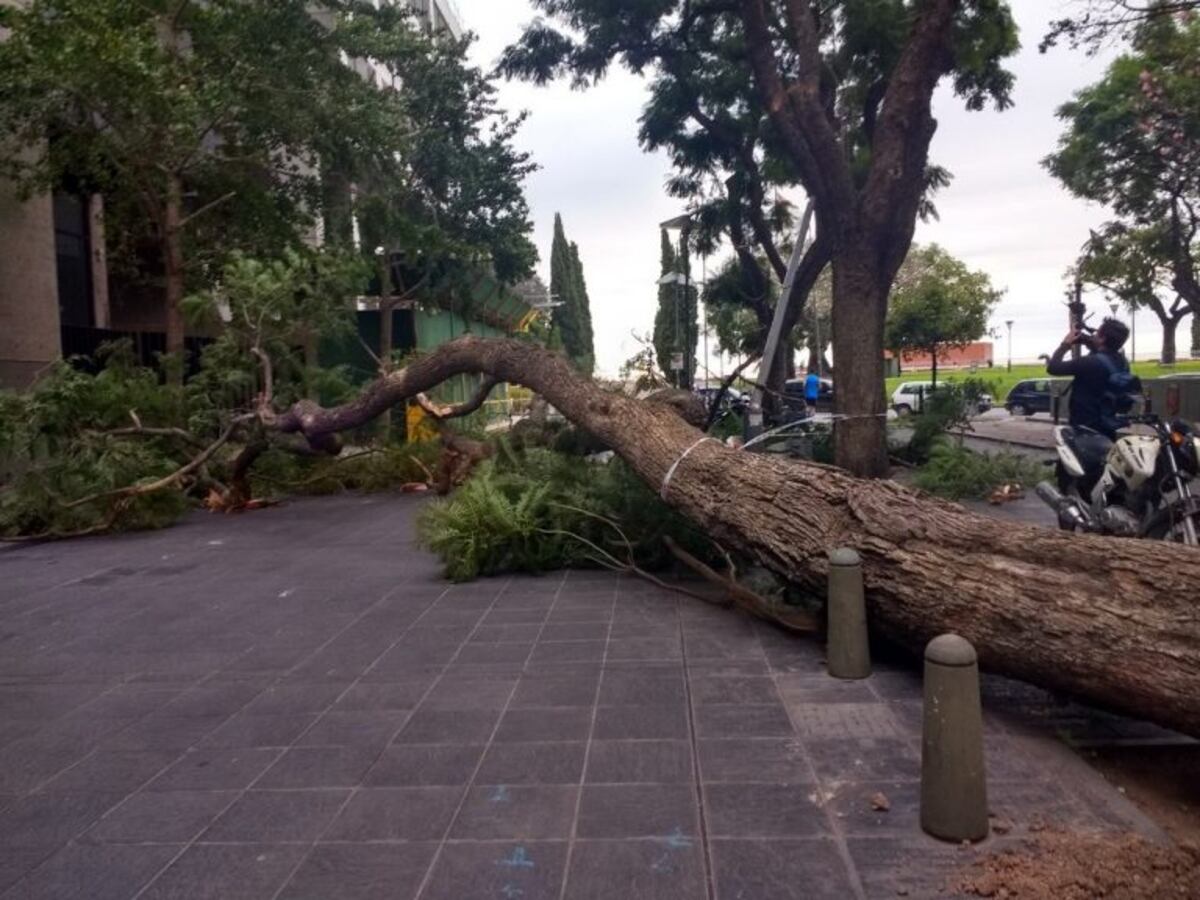 El viento lo hizo de nuevo: autos afectados por caída de árboles y columnas de alumbrado en el suelo