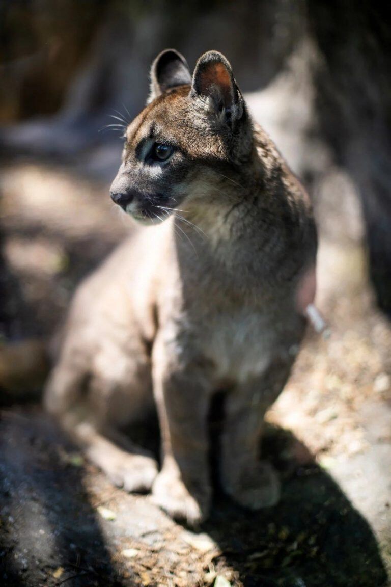 La nueva vida de Lola Limón en el Ecoparque (Foto: Clarín)