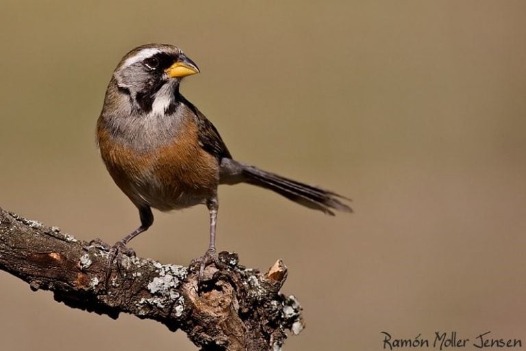 Las 15 aves más traficadas en Córdoba durante 2017.