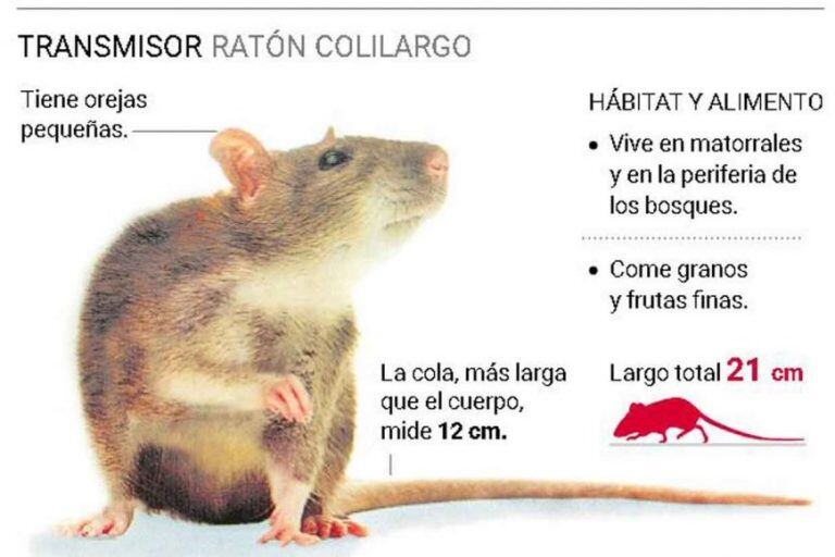 Hantavirus: las medidas de prevención tras la aparición de ratas en la Patagonia Argentina