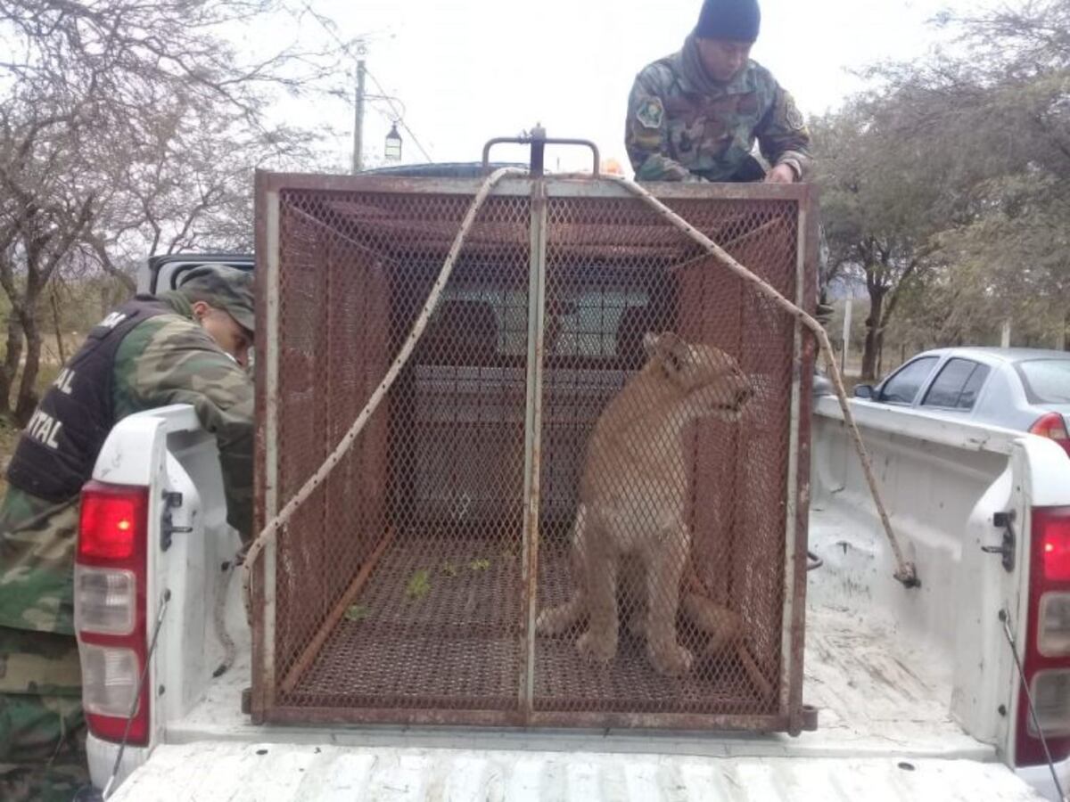 Rescataron un puma en cautiverio en Salta