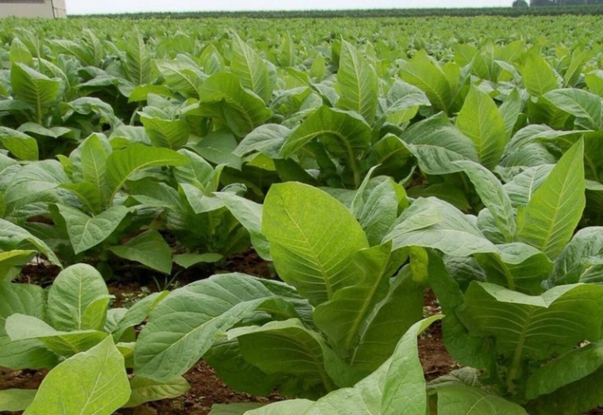 Este viernes llega el fertilizante para los tabacaleros