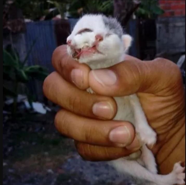 El gato que nació con dos cabezas.