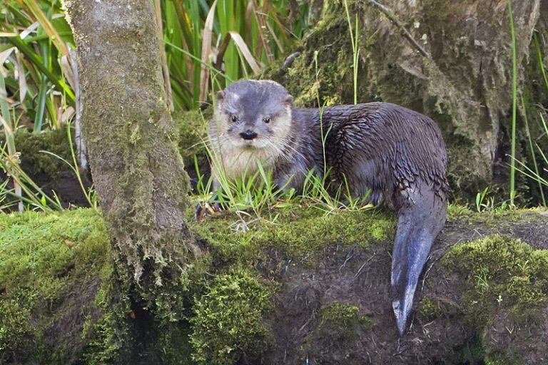 península mitre - Huillín, especie en peligro de extinción