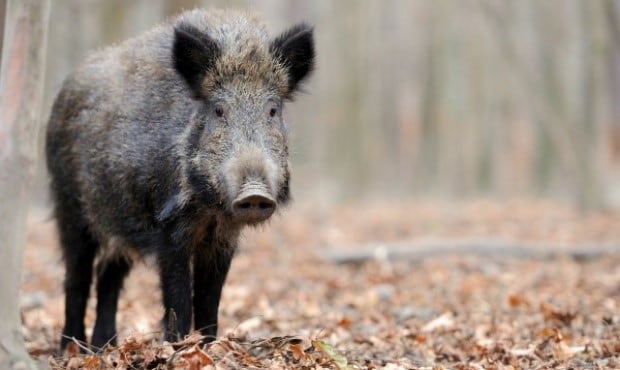 Actualizaron el plan de caza de jabalí y ciervo axis en el Parque Nacional El Palmar de Entre Ríos