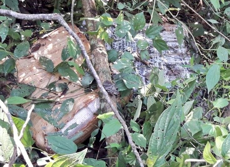 Incautaron 80 kilos de marihuana en Santiago de Liniers. (Foto: Policía de Misiones)