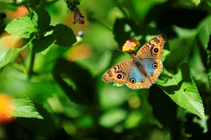 Mariposas en Buenos Aires (Web)