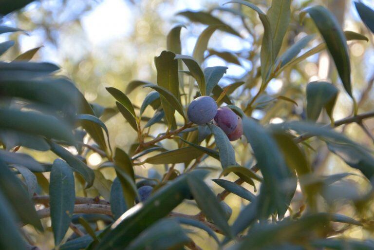 Cada variedad de aceituna tiene un rendimiento determinado en aceite,. Foto: ANSL