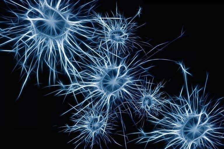 Neuronas, cerebros