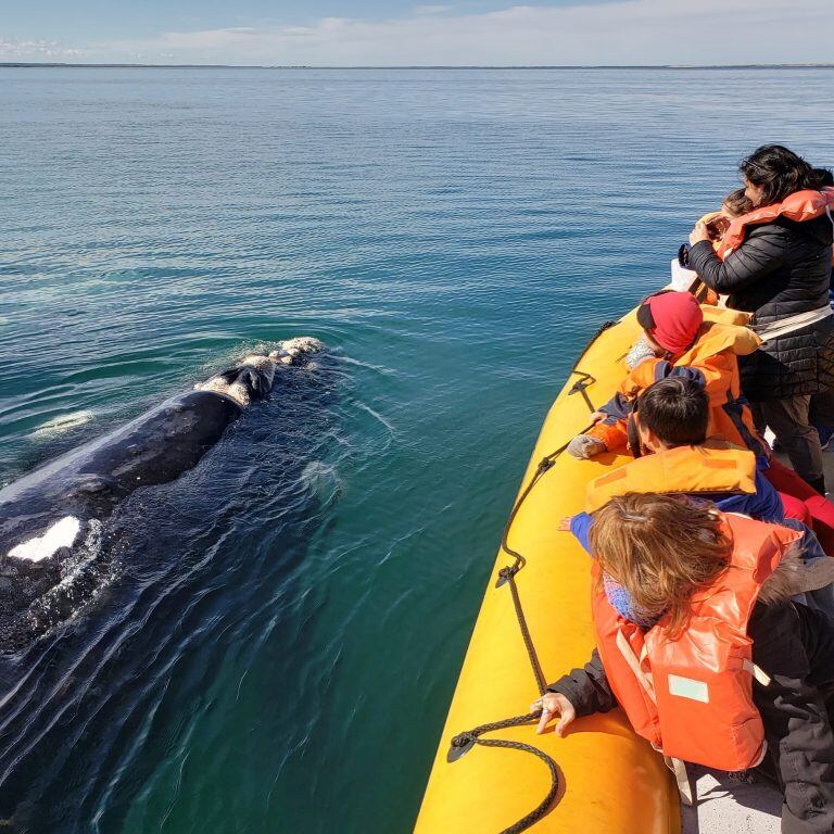 Ballenas