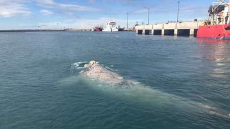 No es la primera vez que las ballenas visitan las playas de la ciudad.