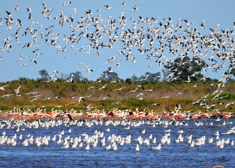 Aves en laguna Mar Chiquita,Córdoba. (Hugo Giraudo)