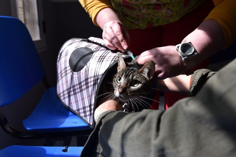 También funcionará como centro antirrábico de atención humana (Municipalidad de La Plata)