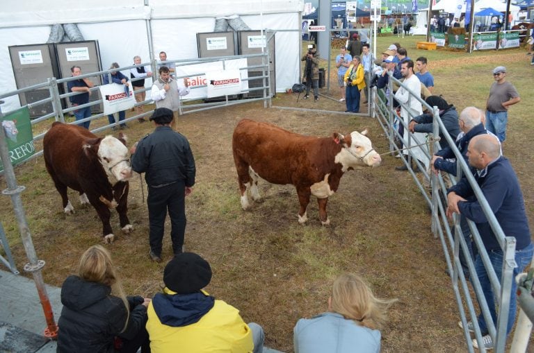 Ganaderia Expoagro 2020