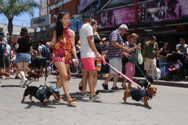 Así desfilaron los perros "salchichas" por pleno centro de la ciudad.