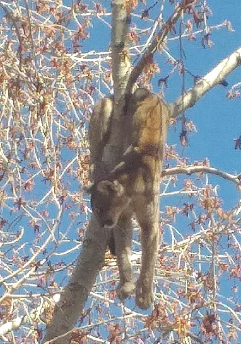 Puma atrapado en un árbol en Malargüe