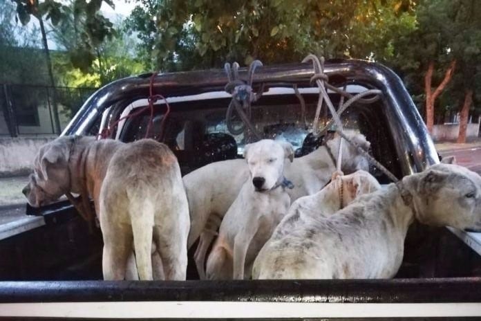 Así estaban los perros. Foto: Policía de San Luis.