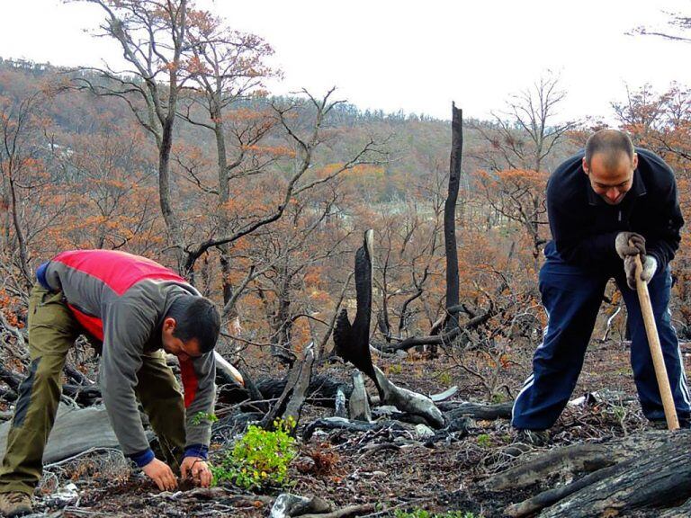 Bosque Fueguinos