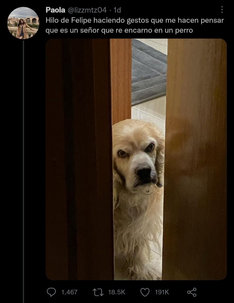 Felipe, el perro viral de Twitter