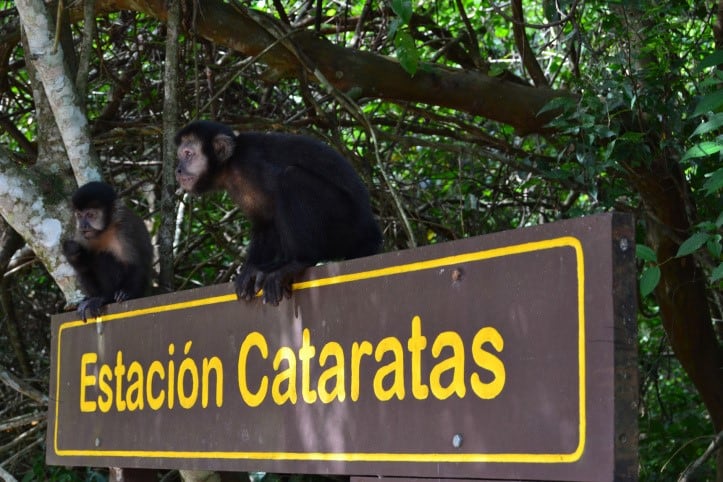 Monos en el recorrido