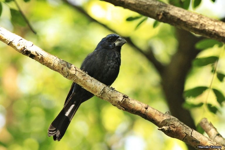 Las 15 aves más traficadas en Córdoba durante 2017.