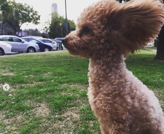 Sol Messi se despidió de Morito con una emotivo posteo. (Instagram)