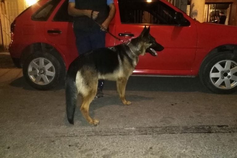 Kuma, la perra que atemoriza a los narcos.