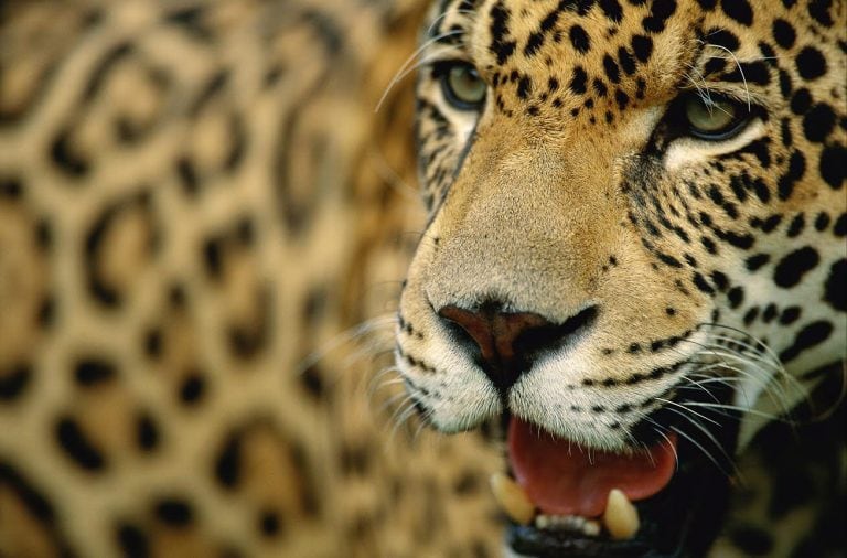 El hogar del yaguareté es la selva y se esta se encuentra protegida también el felino más grande de America también está cómodo allí. (CIMECO)