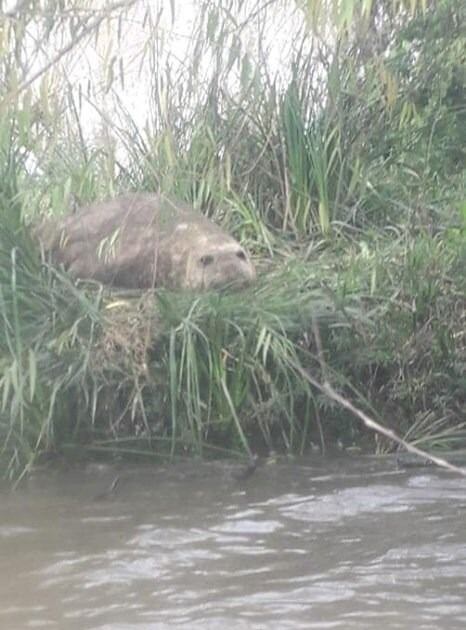 Buscan en Berisso un lobo marino de 500 kilos. (0221).