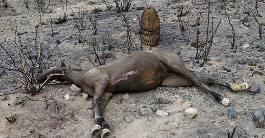 Animales muertos en Las Vegas. Orlando Pelichotti / Los Andes.