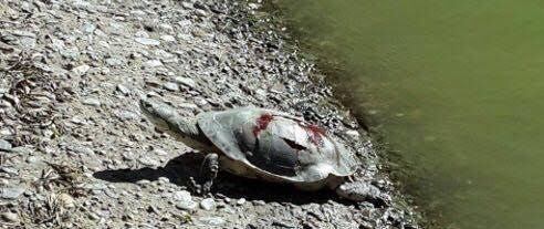 Las tortugas del Parque Independencia serán trasladadas.