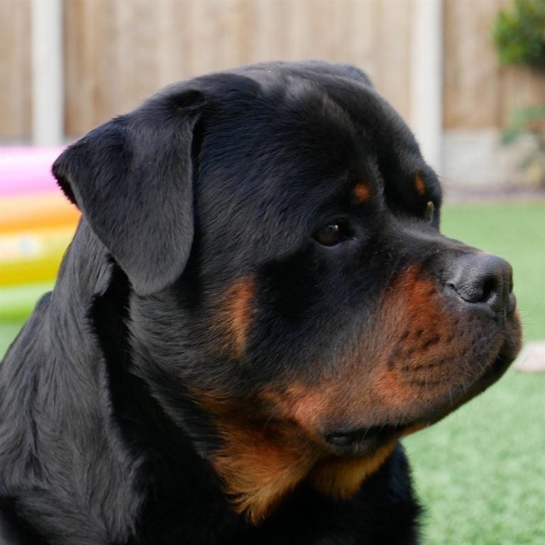 Rottweiler